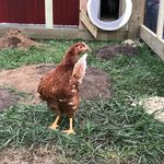Madison - @madisons_chickens_ducks - Instagram