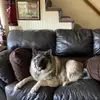 Madison Shoemaker - @lovesdogs30mns - TikTok