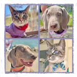 Madison🐕Siegfried🐈Selina🐈 - @weimsiam - Instagram