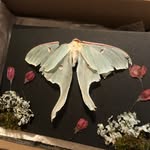 Madison Spear - @shadowedmonarchart - Instagram
