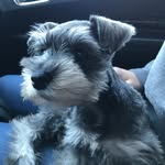 Madison Streeter - @madison_mini_schnauzer - Instagram