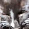 madi - @madison.stull - TikTok