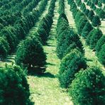 Madison Stump Removal and Tree Services - Facebook