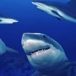 Madison Velez - @sharkattackjaws - Instagram