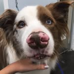 Madison Voshell🐾 - @picture.perfect.pups - Instagram