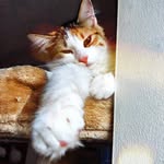 Jupiter the Cat - @weigelmadison02 - Instagram