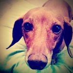 Madison The Weiner Dog - @madison_the_weinerdog - Instagram