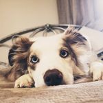 River the border collie - @madison.weiner - Instagram