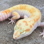 Madison Whitaker - @respecto_thy_gecko - Instagram