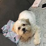 Madison Whittaker - @missmadscheer - Instagram