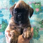 @famkemadonna_thebrindleboxer - Instagram