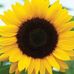 Michele Hartfield Brindle - Facebook