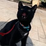 Mady Ritz - @mmcrittercare - Instagram