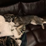 Jocelyn Mae Ackerman - @boydogtales - Instagram