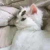 Mae Ackerman - @0ackerman00 - TikTok