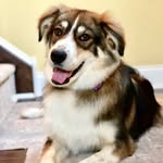 Rosie Mae Ackerman🐾 - @rosiemaeackerman - Instagram
