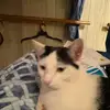 annabellmaeadair - @annabellmaeadair - TikTok