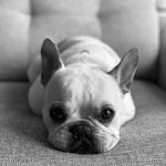 Mae Dog Adair - @pardonmaefrenchie - Instagram