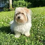 Ellie Mae Allred - @ellie_thepomchon - Instagram