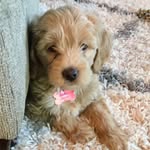 Sadie Mae Allred - @sadie_mae_minidoodle - Instagram