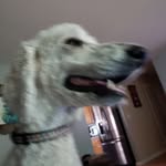 Aria + Maestro - @ariamaestrodogs - Instagram