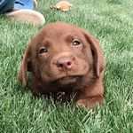 Maui Mae Arnold🐾 - @maui.mae_thechocolatelab - Instagram