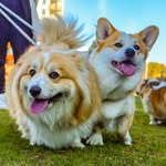 Daisy Mae & Duke Austin - @daisymae_thefluffycorgi - Instagram