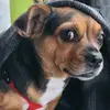 Bacon Maebe - @bacon.maebe - TikTok