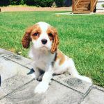 Daisy Mae Bacon - @daisymae_thecavalier - Instagram