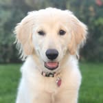 Sadie Mae Baldwin - @sadiemae_the_golden - Instagram