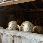 Maebarry Farm - @maebarry_farm - Instagram