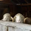user6909483161919 - @maebarryfarm - TikTok