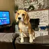 Mae and Me - @miss.mae.bean - TikTok