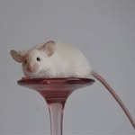 MaeBean Exotics and Mousery - @maebean.mousery - Instagram