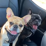 Stella Mae + Sophie Bean🐾 - @diaryofstellaandsophie - Instagram