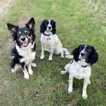 els, the gundogs, lurcher & collie 🔫🐾🌾🐰 - @maebeckgundogs - Instagram