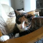 Tilly Mae Bennett - @tilly_love_cats - Instagram