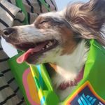 Mae Bell Berger - @maebell_the_veenie - Instagram