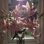 Lily Mae Betts - @_.princess.lily._ - Instagram