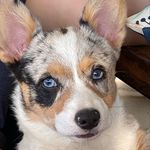 Birdie Mae💕 Blue Merle Corgi - @beingbirdiemae - Instagram