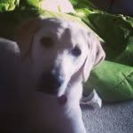 Daisy Mae Blanchard - @that.dog.daisy - Instagram