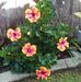 Mae Bland - Facebook