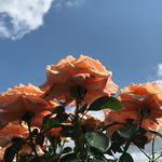 lilly🪴🌾 - @lillymaeboswell - Instagram