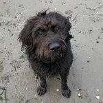 Stevie Mae Boswell🐾 - @stevie_bouvierxgriffon - Instagram