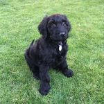 luna mae bowers - @lunadoodlenoodle - Instagram