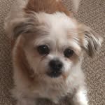 Mae Bowman - @patriciabowman533 - Instagram