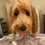 Ruby Dooby Doo - @rubymaebranham - Instagram