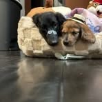 Mae Bruce - Facebook
