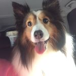Sadie Mae Buchanan - @_sadie.the.sheltie_ - Instagram