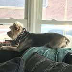 Lily Mae Buckner - @lily_the_crazy_yorkie - Instagram